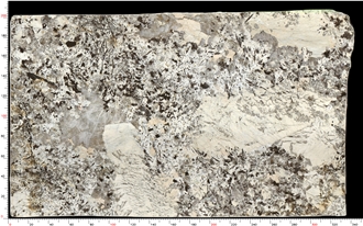 Patagonia Quartzite Slabs Neutral Hues Versatile Appeal