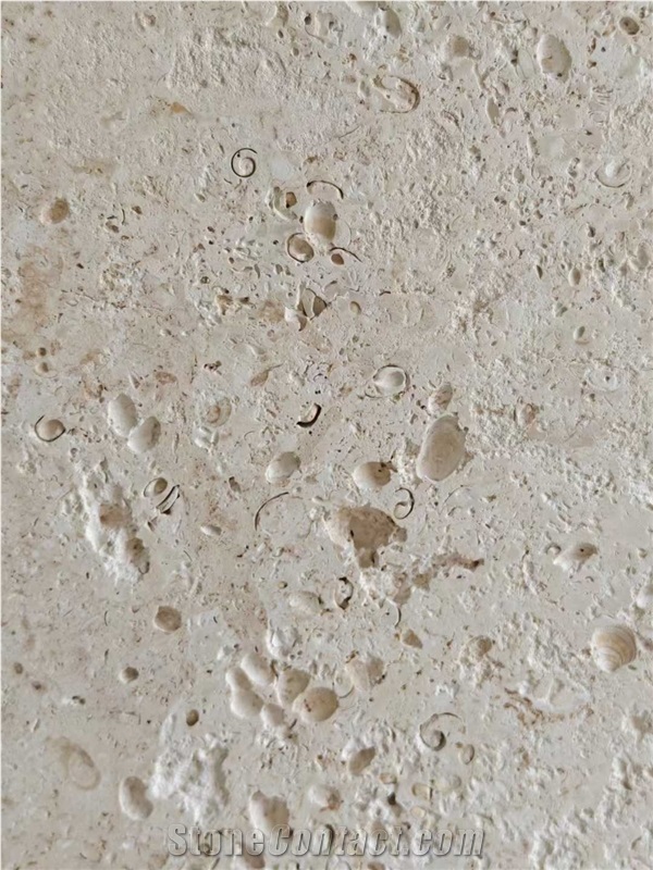 Mexican Shell Stone - StoneContact.com