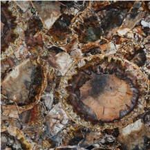 Petrified Wood Brown With Gold