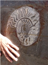 Morocco Fossils